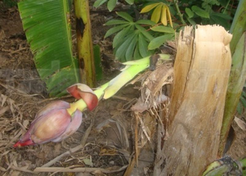 ชาวบ้านแห่ขอเลขเด็ดจาก หัวปลีโผล่กลางต้นกล้วยที่ตายแล้ว