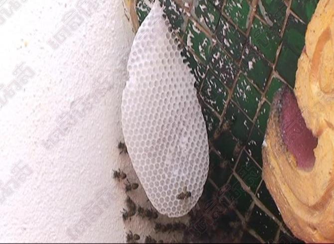 รังผึ้งสีขาว