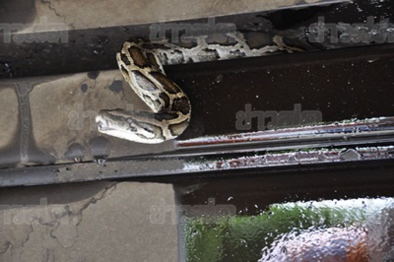 งูหลามติดใต้ท้องรถ